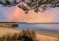 Soft evening light over a quiet shoreline beneath pine branches